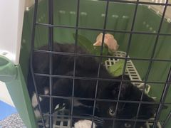 -伟伟宠物医院·CT影像中心·瑞派犬猫综合性门诊(汉口总院)