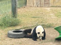 -上海野生动物园