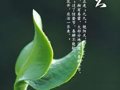 -华祥苑茶馆•国缤茶小蓝罐(普罗旺斯店)
