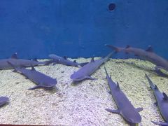 -华夏文旅海洋公园