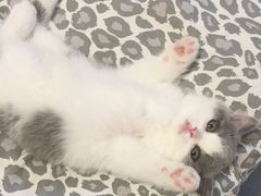 -喵zoo家庭繁育猫舍(尖东智能花园店)