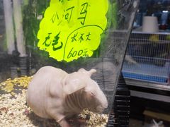 -中环花鸟鱼虫市场