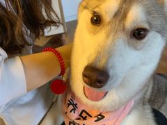 -Husky Go! 哈士奇体验馆·宠物咖啡厅狗咖