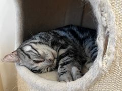 -有喵·猫咖·狗咖·30几只猫10只小狗(岗厦店)
