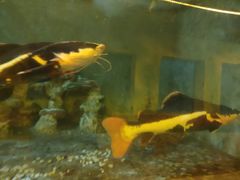 -东方巨龟苑景区