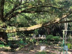 -广州市石门国家森林公园