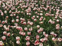 -瑶湖郊野森林公园
