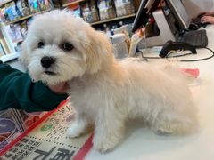 -帕帕拉兹宠物(亚洲旗舰店)