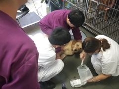 -特一安24小时宠物医院·骨科·中兽医