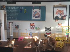 -柴犬高等学院·狗咖·柴犬售卖·宠物训练