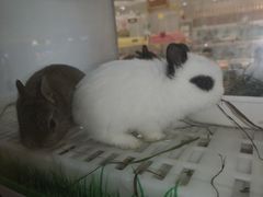 -奈雪的茶(印象城店)