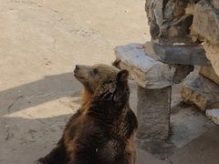 -保定市动物园