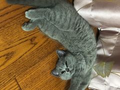 -美联众合宠物医院·爱萌分院·内外科·猫科中心