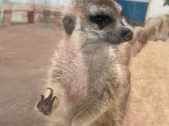 -西霞口神雕山野生动物世界