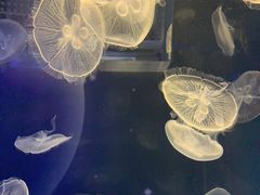 -海合安武汉极地海洋公园