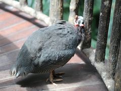 -正佳雨林生态植物园