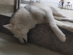 -星多哈·狗咖·拼豆·咖啡
