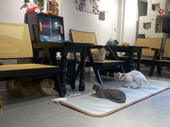 -琪喵猫屋·撸猫猫咖·猫舍