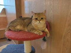 -猫腻·猫咖·撸猫馆(星光大道店)