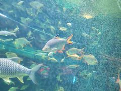 -芜湖新华联大白鲸海洋公园