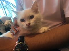 -藏猫猫咖啡主题馆(中央大道店)