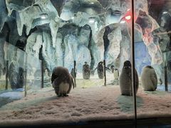 -帝企鹅自助餐厅•儿童岛•真企鹅(长隆企鹅酒店)