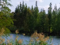 -白鹭湾湿地公园