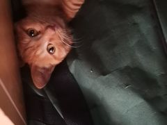 -艾吉宠物医院·疑难杂症转诊中心·猫友好(碧江路院)