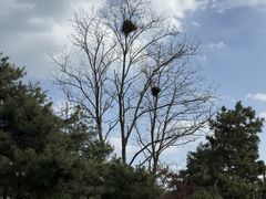 -山东八大碗山东老字号