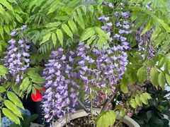 -溪岸路花鸟市场