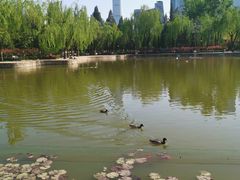 -团结湖公园