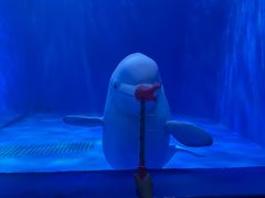 -多彩贵州城极地海洋世界