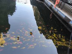 -北京龙庆四季香农家饭庄·灶台鱼·碳烤虹鳟鱼(龙庆峡店)