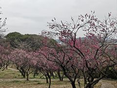 -无锡梅园公园