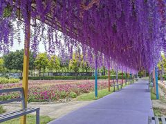 -广东花都香草世界旅游度假区
