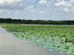 -大湾区中央湿地公园
