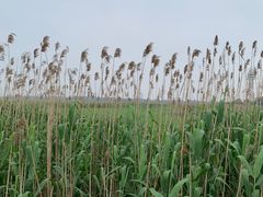 -上海吴淞炮台湾国家湿地公园