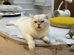 -COLOR PETS 撸猫馆·购猫·猫咖(长风大悦城店)
