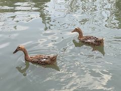 -八大山人梅湖景区