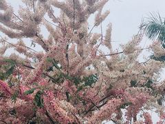 -深圳湾公园(南山区)