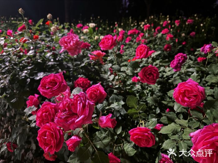 坝河休闲公园图片
