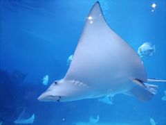 -烟台海昌鲸鲨海洋公园