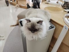 -猫和宫(六道口店)