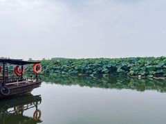 -池杉湖湿地公园
