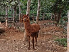 -海南热带野生动植物园