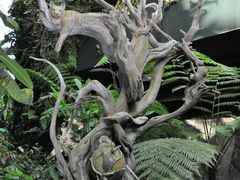 -新加坡植物园