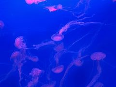 -蓬莱欧乐堡海洋极地世界