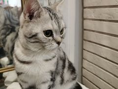 -共舞时光猫咖·狗咖(新街口店)