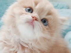 -麒麟缅因猫舍·十五年缅因猫选购中心