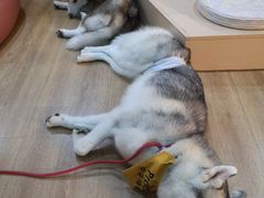 -Husky Go! 哈士奇体验馆·宠物咖啡厅狗咖